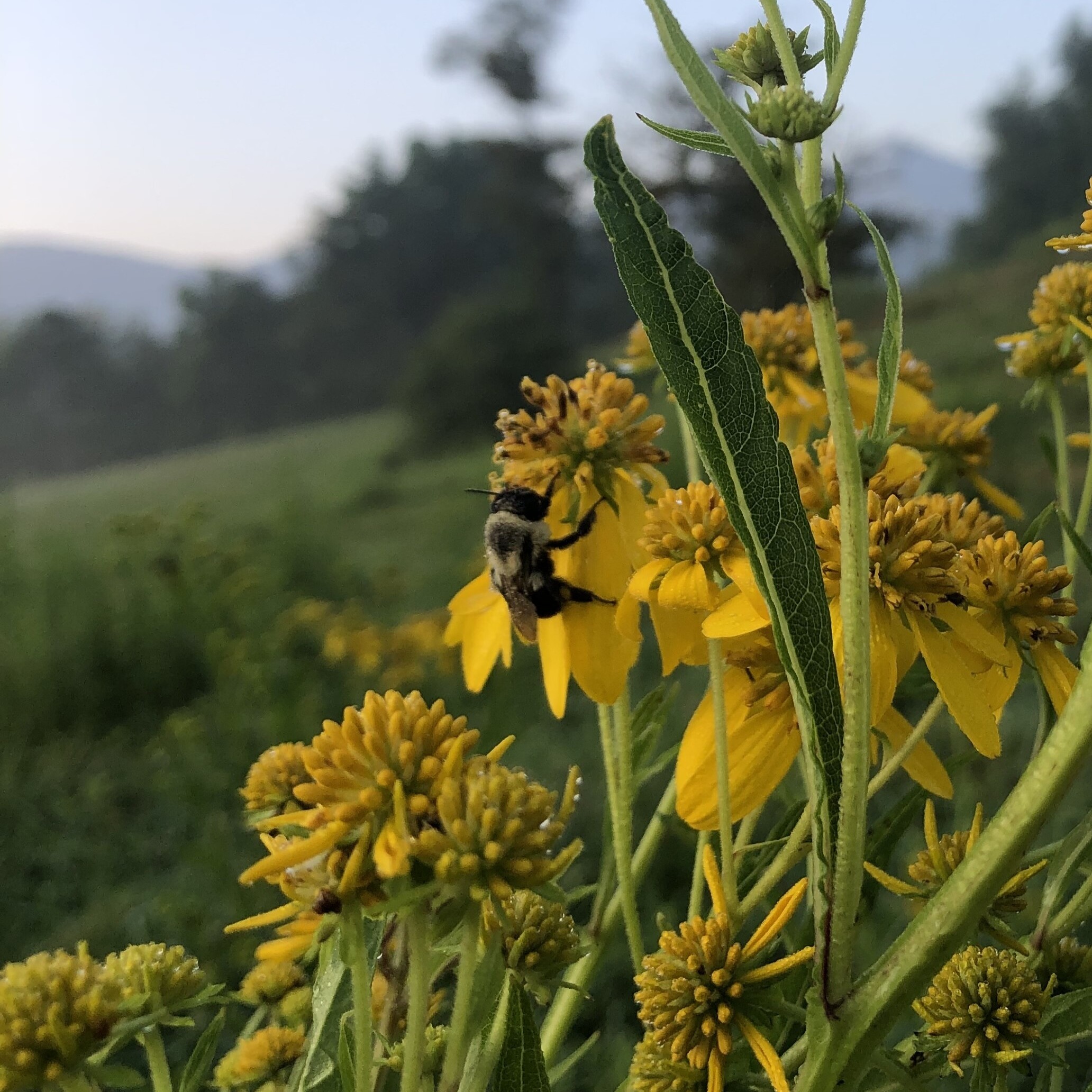 Grooming Wild Gardens - Ecological Garden Management from Theory to Practice with Jenny Luczak - logo